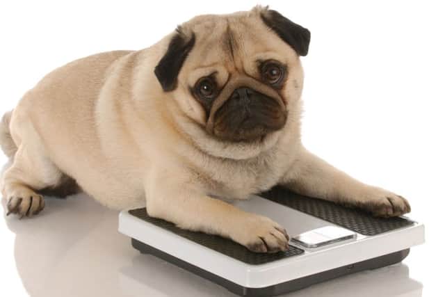 Is your pet overweight?