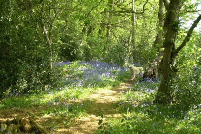 Woodland close to Hastoe
