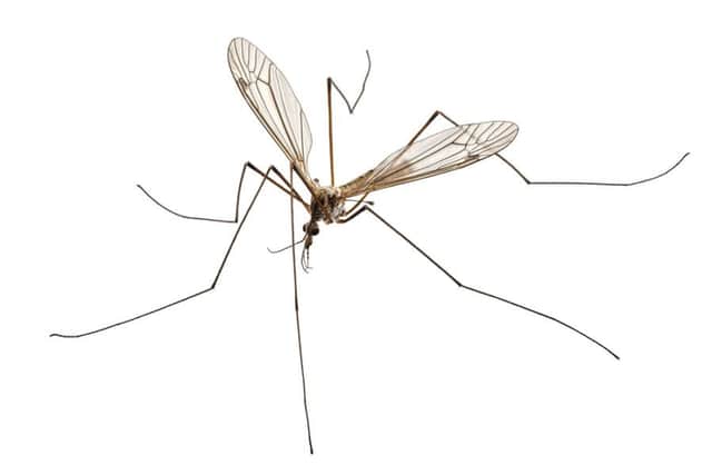 Daddy longlegs invasion