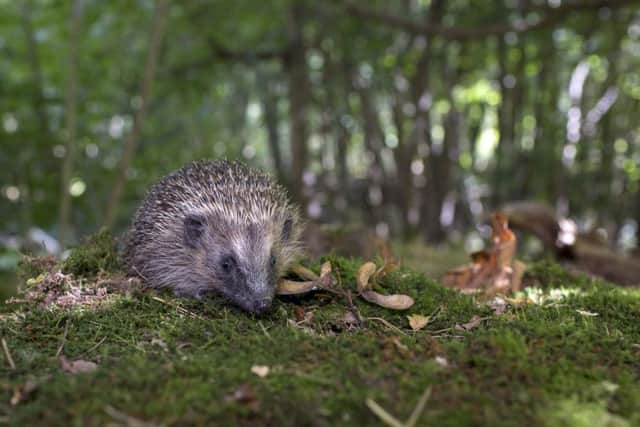 Rescued hedgehogs are returned to the wild at official hedgehog release site, Center Parcs Woburn Forest, after being nursed back to health at a local hedgehog hospital. This Photo: A young hoglet has one final weigh-in to check heâ¬"s healthy before being released to in to the wild.