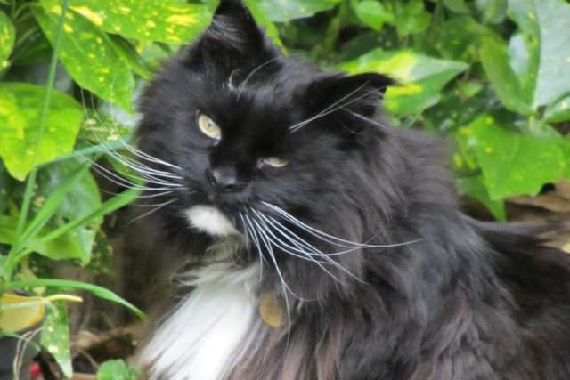 Missing cat Monty