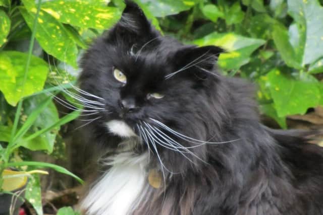 Missing cat Monty