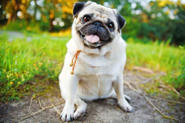 A little Pug: cute, or disfigured? Credit: Shutterstock