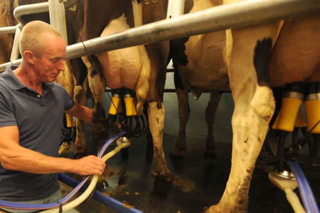 A dairy farmer milking his herd. Photo Louise Adams
