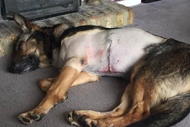 PD Finn recovering at home in front of the fire after emergency surgery hKLPpfwr6Ceyma37neEU