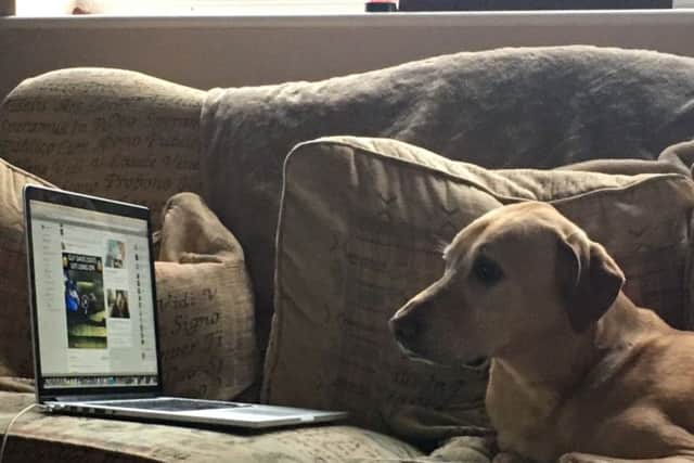 Petflix and chill: scientists develop films for cats and dogs to reduce stress caused by fireworks