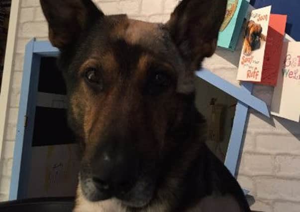 Police dog Finn is recovering from his ordeal