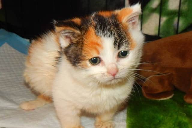 squishy the cat PNL-160607-144045001