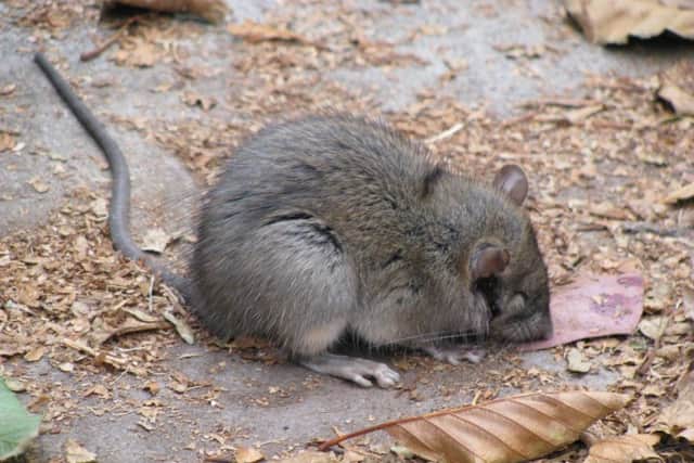 Polar vortex could spark plague of rats this Christmas