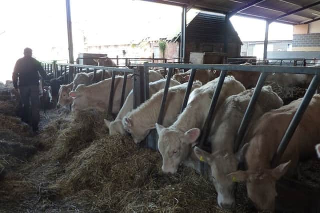 The cattle are now indoors for the winter. Picture copyright Heather Jan Brunt