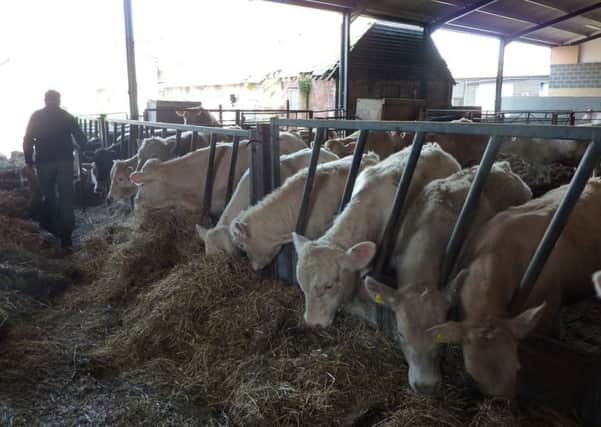 The cattle are now indoors for the winter.  Picture copyright Heather Jan Brunt
