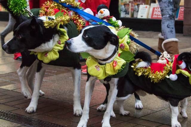 Festive doggies at last year's Santa Dash