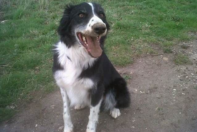 PD Zak