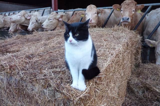 Living an active life down on the farm