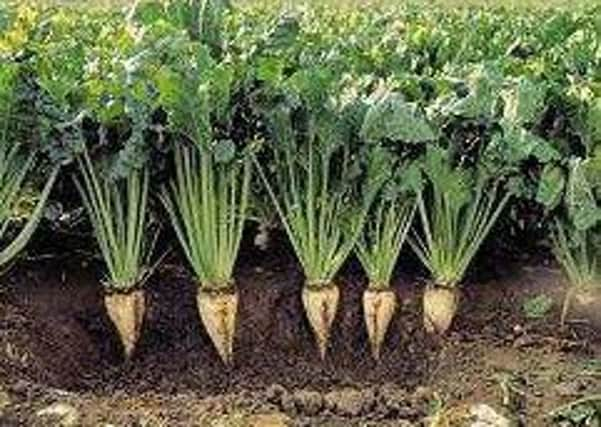 Sugar beet