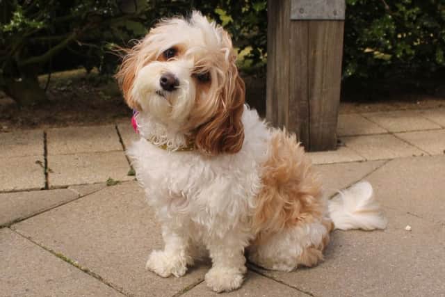 2016 Prettiest Pet winner Lottie