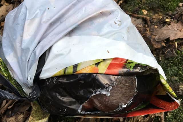 The puppies were discovered on Thursday morning near the Nickey Line
