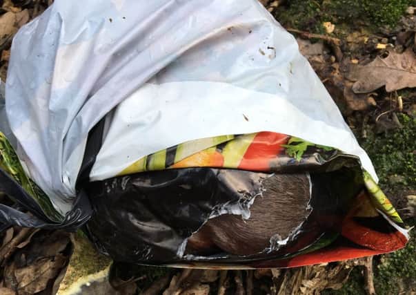 The puppies were discovered on Thursday morning near the Nickey Line
