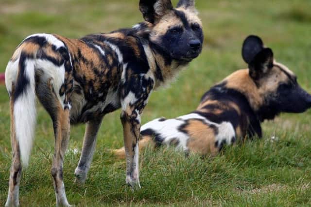 African dogs coming to Whipsnade Zoo