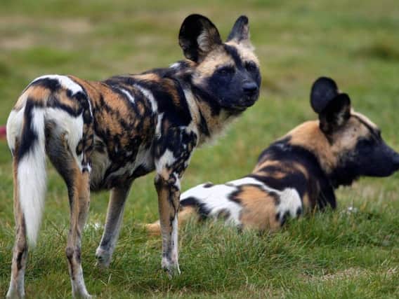 African dogs coming to Whipsnade Zoo