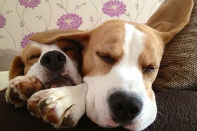 Prettiest Pet in Hemel Hempstead 2017 competition George and Deecee entered by Amanda Hudd _7B9UgV0ssDlW7I1k_LK