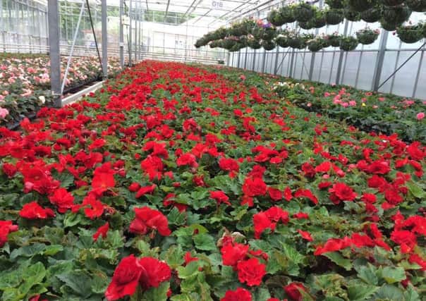 Sunnyside Rural Trust Plant Sale