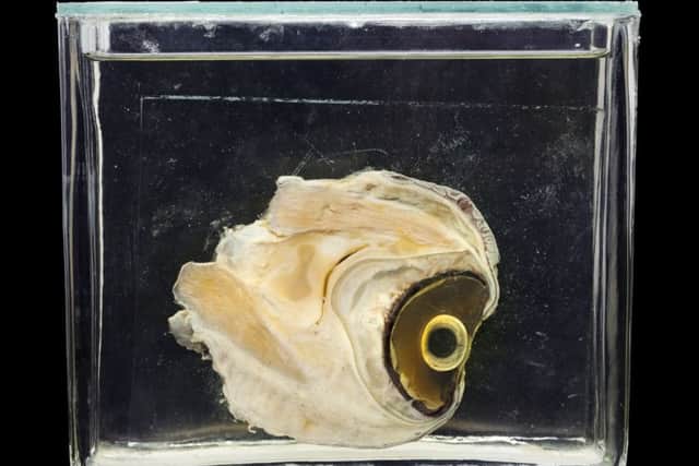 Animal Vision - Shark. Copyright The Trustees of the Natural History Museum, London 2017