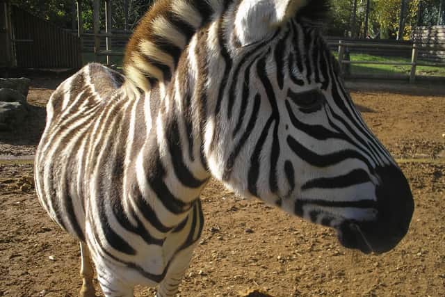 Paradise Wildlife Park, Broxbourne