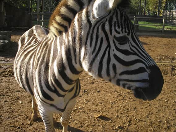 Paradise Wildlife Park, Broxbourne