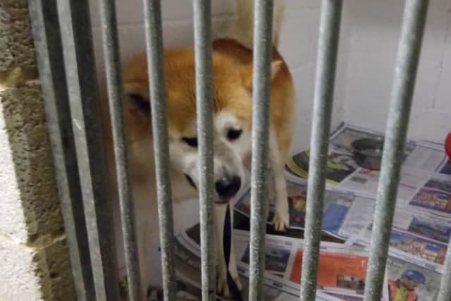 Abandoned Japanese Akita is at a specialist shelter