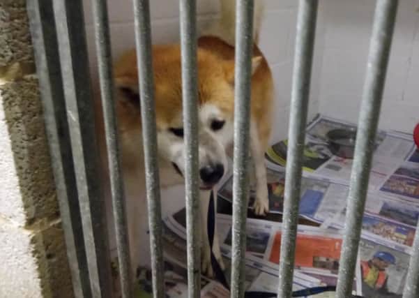 Abandoned Japanese Akita is at a specialist shelter