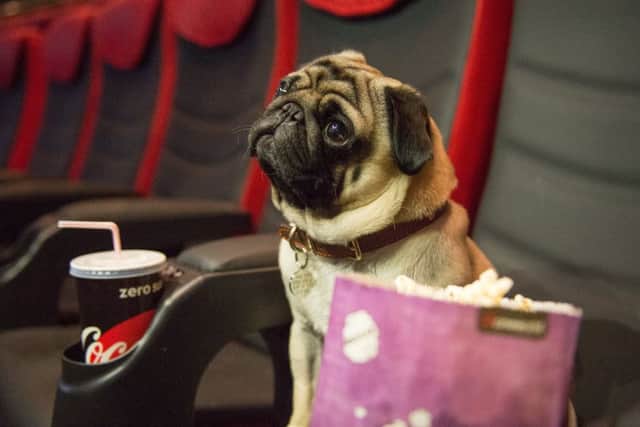 Pugs Premiere Kingsman The Golden Circle at Cineworld Superscreen -4