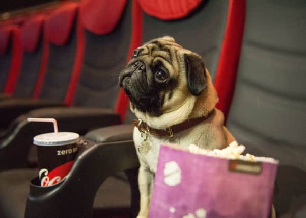 Pugs Premiere Kingsman The Golden Circle at Cineworld Superscreen -4