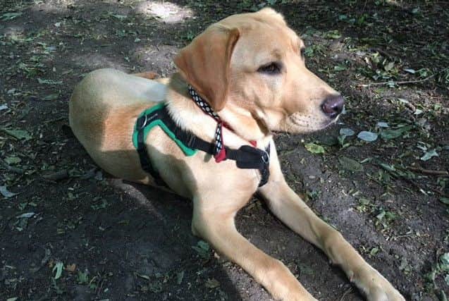 Ginny the golden Labrador who almost died after ripping a hole in a shopping bag and wolfing down a near fatal amount of artifical sweetener. Picture by SWNS
