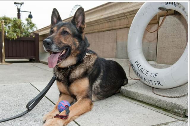 Finn is now enjoying his retirement, and got a trip to Westminster for the awards this week. Picture by Peter Stevens Photography